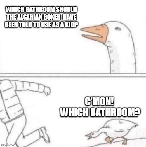 Which Bathroom? | WHICH BATHROOM SHOULD THE ALGERIAN BOXER  HAVE BEEN TOLD TO USE AS A KID? C'MON! 
WHICH BATHROOM? | image tagged in goose chase | made w/ Imgflip meme maker