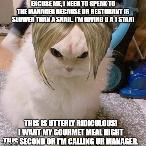 karen cat! | EXCUSE ME, I NEED TO SPEAK TO THE MANAGER BECAUSE UR RESTURANT IS SLOWER THAN A SNAIL. I'M GIVING U A 1 STAR! THIS IS UTTERLY RIDICULOUS! I WANT MY GOURMET MEAL RIGHT THIS SECOND OR I'M CALLING UR MANAGER. | image tagged in ridiculous,hilarious,funny cats | made w/ Imgflip meme maker
