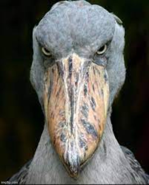 scary bird | image tagged in scary bird | made w/ Imgflip meme maker
