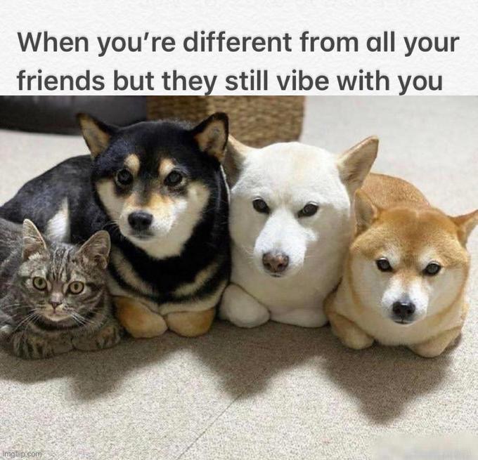 Vibing | image tagged in wholesome | made w/ Imgflip meme maker