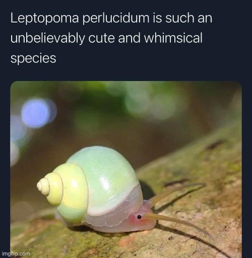 transition goals fr | made w/ Imgflip meme maker