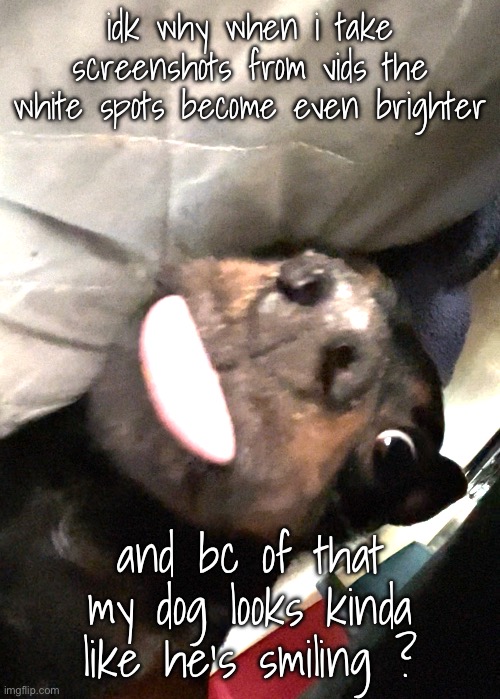 idk why when i take screenshots from vids the white spots become even brighter; and bc of that my dog looks kinda like he’s smiling ? | made w/ Imgflip meme maker