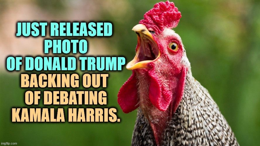 CHICK-ennnnnn!!! He's so weak. | JUST RELEASED 
PHOTO
OF DONALD TRUMP; BACKING OUT 
OF DEBATING
KAMALA HARRIS. | image tagged in trump,coward,debate,kamala harris | made w/ Imgflip meme maker