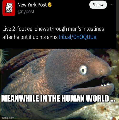 Eel | MEANWHILE IN THE HUMAN WORLD … | image tagged in memes,bad joke eel,human,funny | made w/ Imgflip meme maker