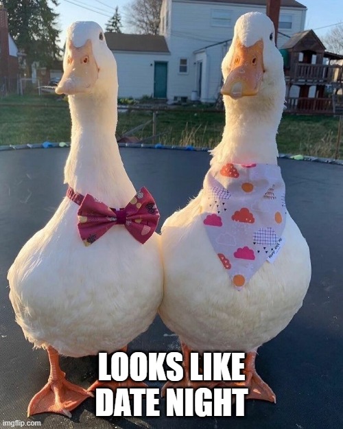 Duck Date | LOOKS LIKE DATE NIGHT | image tagged in ducks | made w/ Imgflip meme maker