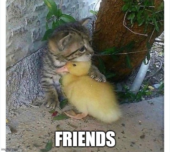 Friends | FRIENDS | image tagged in duck | made w/ Imgflip meme maker