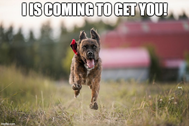 Run Dog Run | I IS COMING TO GET YOU! | image tagged in dogs | made w/ Imgflip meme maker
