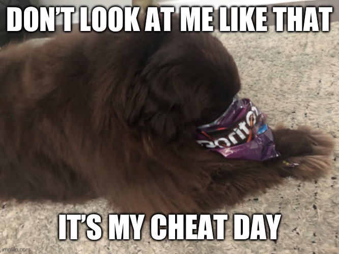 Does anybody else’s dog do this | DON’T LOOK AT ME LIKE THAT; IT’S MY CHEAT DAY | image tagged in dog,doritos,memes | made w/ Imgflip meme maker