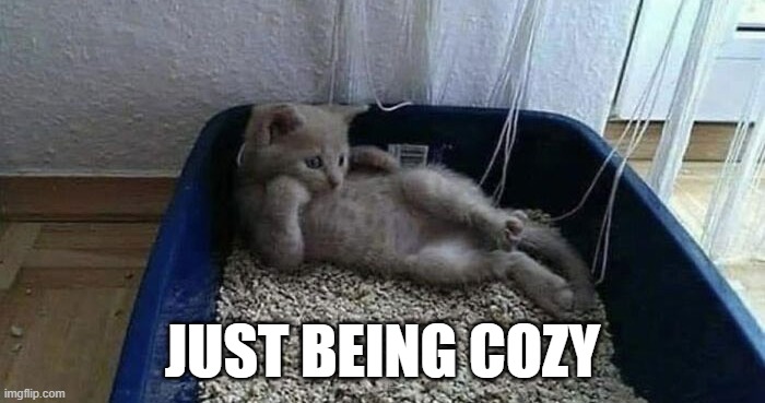 Litter Kitty | JUST BEING COZY | image tagged in cats | made w/ Imgflip meme maker