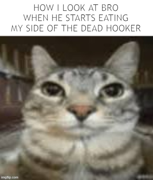 staring cat | HOW I LOOK AT BRO WHEN HE STARTS EATING MY SIDE OF THE DEAD HOOKER | image tagged in staring cat,hooker,yummy | made w/ Imgflip meme maker