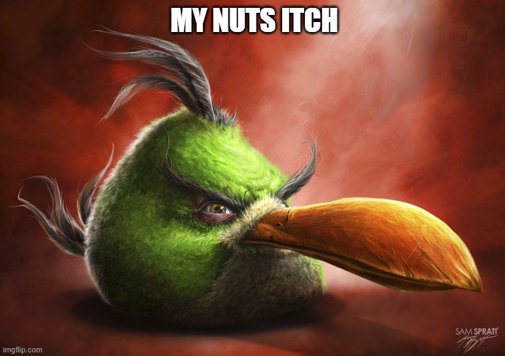 Real | MY NUTS ITCH | image tagged in realistic angry bird | made w/ Imgflip meme maker