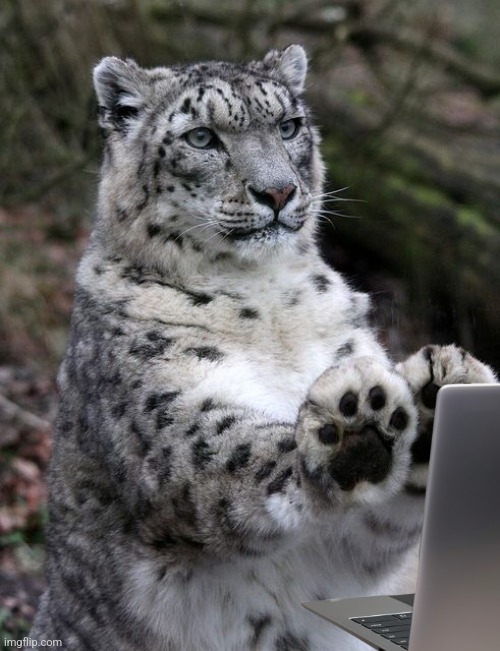 hold up leopard | image tagged in hold up leopard | made w/ Imgflip meme maker