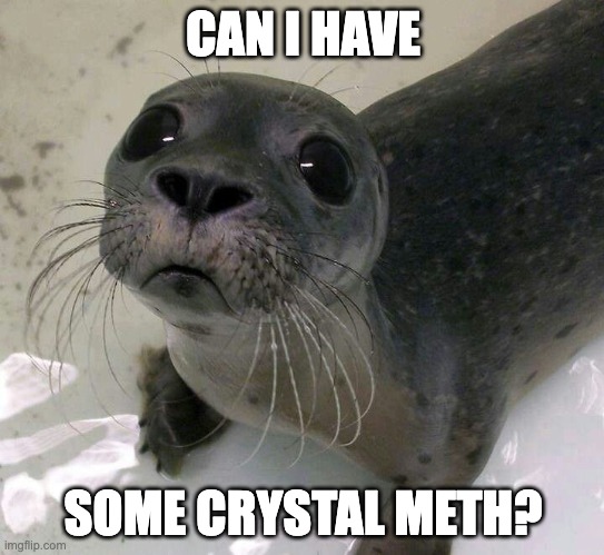 Sad Baby Seal | CAN I HAVE; SOME CRYSTAL METH? | image tagged in sad baby seal | made w/ Imgflip meme maker