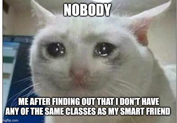 crying cat | NOBODY; ME AFTER FINDING OUT THAT I DON'T HAVE ANY OF THE SAME CLASSES AS MY SMART FRIEND | image tagged in crying cat | made w/ Imgflip meme maker