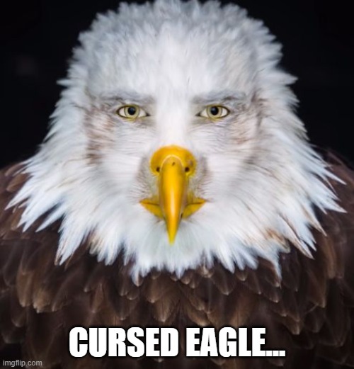 I FOUND A CURSED EAGLE AND POSTED IT DONT ASK ME HOW OR WHY | CURSED EAGLE... | image tagged in cursed image,cursed eagle,eagle | made w/ Imgflip meme maker