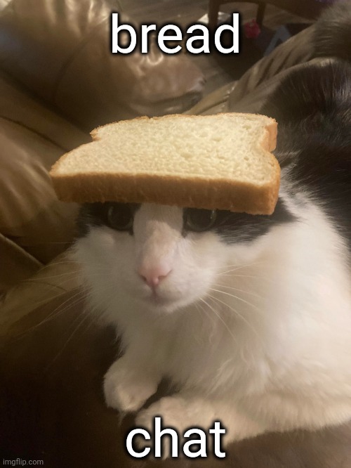 bread cat | bread; chat | image tagged in bread cat | made w/ Imgflip meme maker