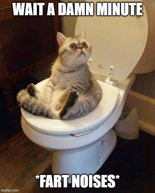 Toilet cat | WAIT A DAMN MINUTE; *FART NOISES* | image tagged in toilet cat | made w/ Imgflip meme maker