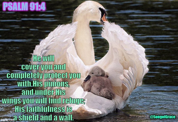 Psalm 91:4 | He will cover you and completely protect you
with His pinions,
and under His wings you will find refuge;
His faithfulness is
a shield and a wall. PSALM 91:4; @SongofGrace | image tagged in swan,biblical encoouragement | made w/ Imgflip meme maker