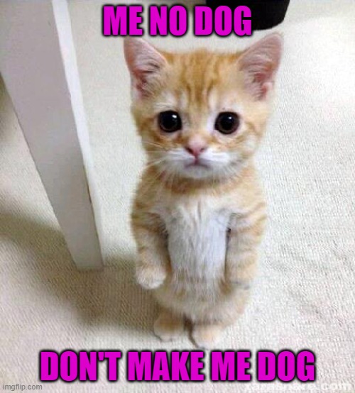 Cute Cat | ME NO DOG; DON'T MAKE ME DOG | image tagged in memes,cute cat | made w/ Imgflip meme maker