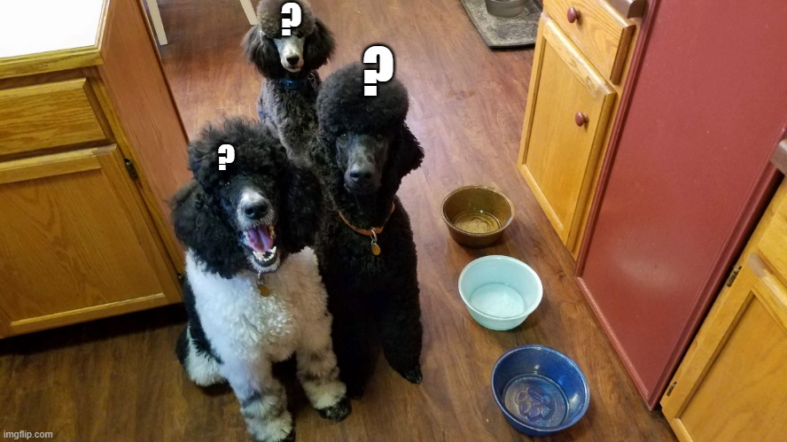 Dog Dinnertime | ? ? ? | image tagged in dog dinnertime | made w/ Imgflip meme maker