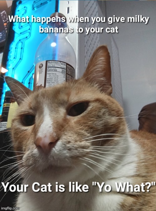 funny | image tagged in cats | made w/ Imgflip meme maker