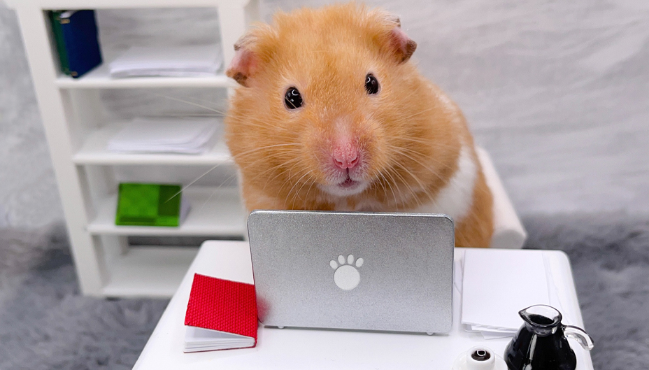 Hamster in front of laptop Blank Meme Template