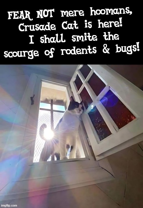 Crusade Cat | FEAR NOT mere hoomans, Crusade Cat is here!
 I shall smite the scourge of rodents & bugs! | image tagged in kitty,superhero | made w/ Imgflip meme maker