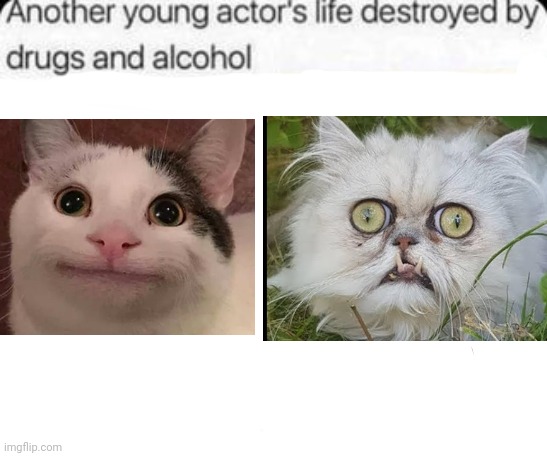 I love both of these memes | image tagged in another young actor's life destroyed by drugs and alcohol | made w/ Imgflip meme maker