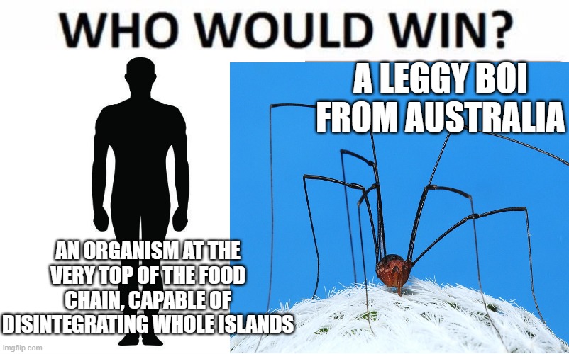 Homosapien versus Harvestman aka Daddy longlegs | A LEGGY BOI FROM AUSTRALIA; AN ORGANISM AT THE VERY TOP OF THE FOOD CHAIN, CAPABLE OF DISINTEGRATING WHOLE ISLANDS | image tagged in who would win,australia,human,opiliones | made w/ Imgflip meme maker