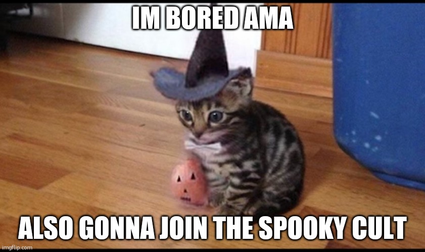 Normally I'd wait but idc rn | IM BORED AMA; ALSO GONNA JOIN THE SPOOKY CULT | image tagged in halloween cat,spooky,cult,spooky month | made w/ Imgflip meme maker