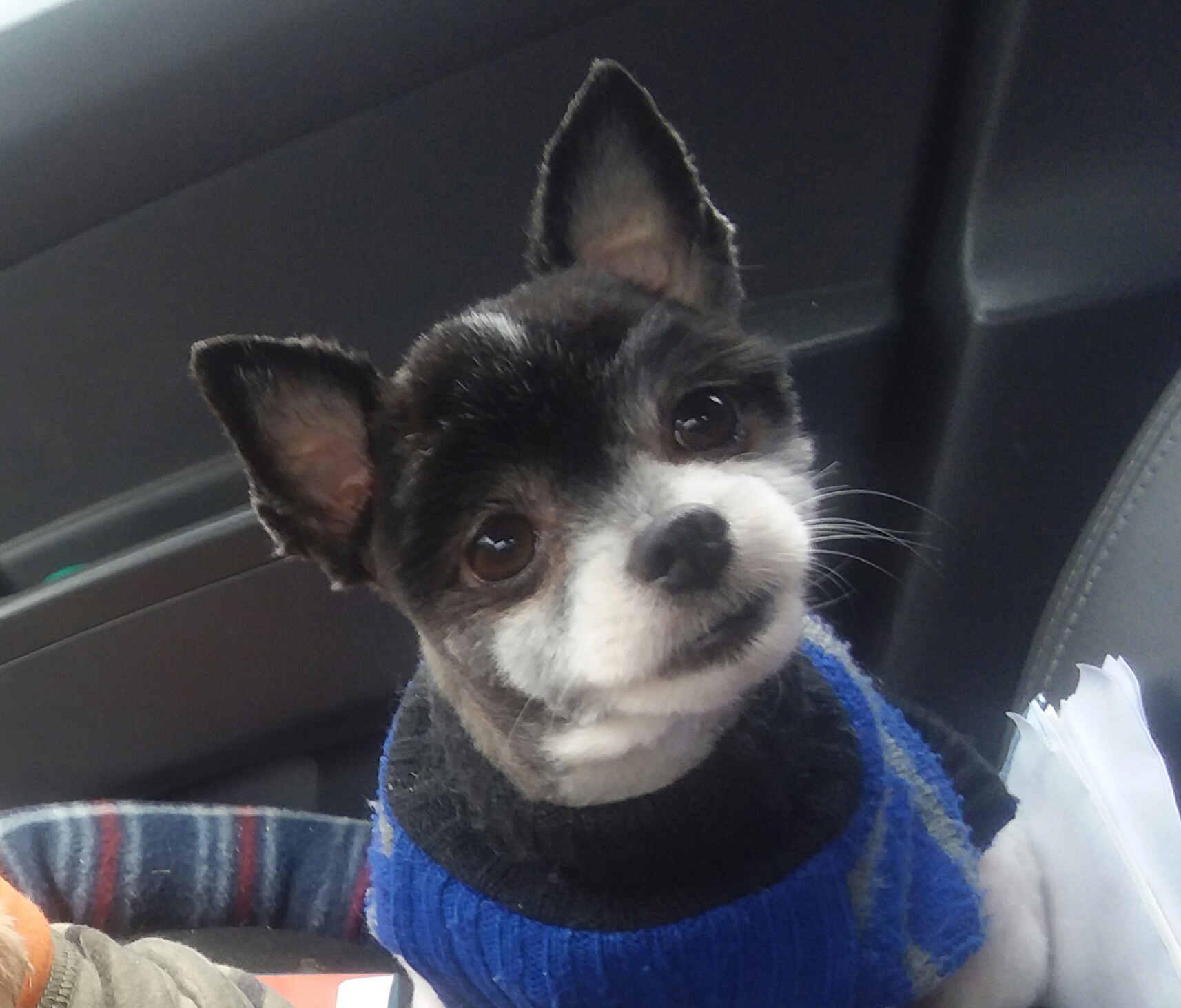 Dog in car Blank Meme Template