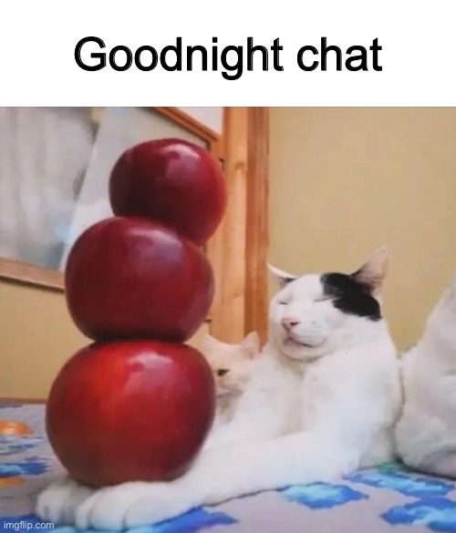 Gluttony cat | Goodnight chat | image tagged in orange | made w/ Imgflip meme maker