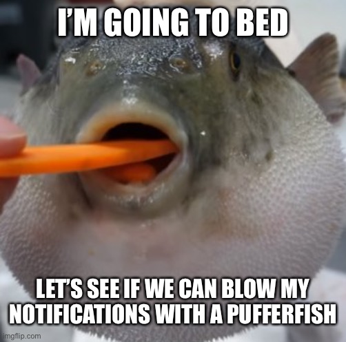 Pufferfish | I’M GOING TO BED; LET’S SEE IF WE CAN BLOW MY NOTIFICATIONS WITH A PUFFERFISH | image tagged in pufferfish eating carrot | made w/ Imgflip meme maker