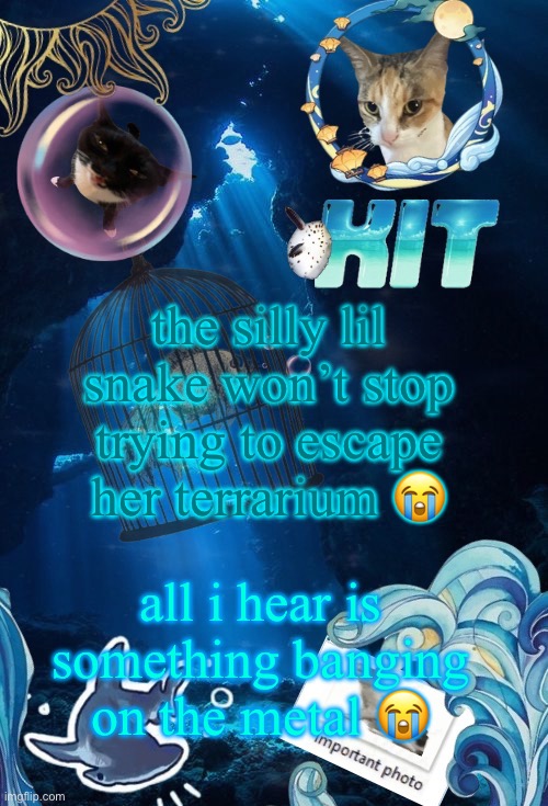 silly announcement template by asriel | the silly lil snake won’t stop trying to escape her terrarium 😭; all i hear is something banging on the metal 😭 | image tagged in silly announcement template by asriel | made w/ Imgflip meme maker