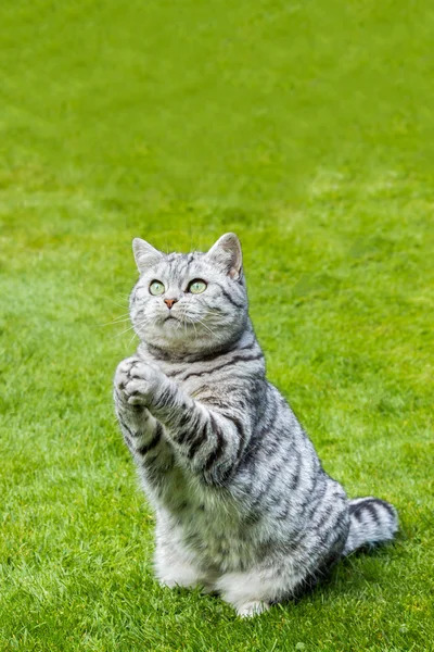 High Quality Cat praying Blank Meme Template