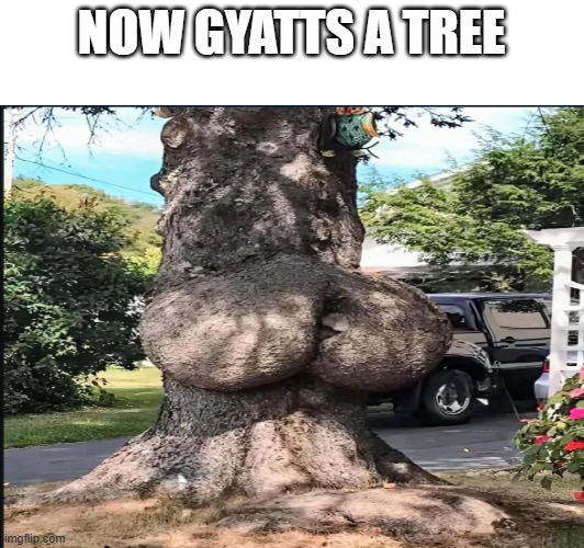 NOW GYATTS A TREE | made w/ Imgflip meme maker
