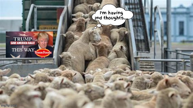 Trump 2nd thoughts at rally | image tagged in sheeple,trump cult,rubes,maga massacre,dump trump,baaa | made w/ Imgflip meme maker
