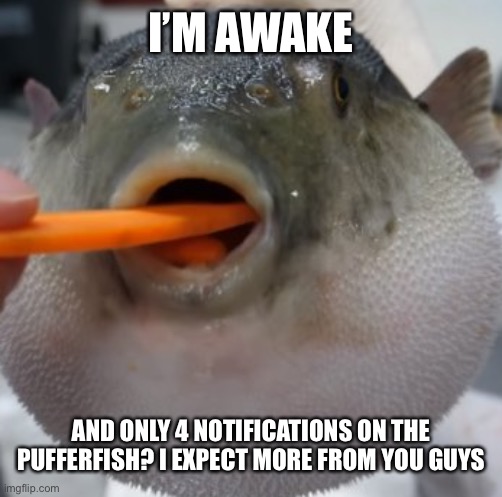 Puff | I’M AWAKE; AND ONLY 4 NOTIFICATIONS ON THE PUFFERFISH? I EXPECT MORE FROM YOU GUYS | image tagged in pufferfish eating carrot | made w/ Imgflip meme maker