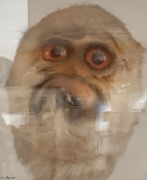 Sad weird monkey | image tagged in sad weird monkey | made w/ Imgflip meme maker