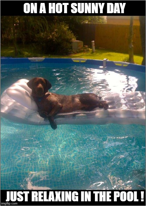 This Is The Life | ON A HOT SUNNY DAY; JUST RELAXING IN THE POOL ! | image tagged in dogs,swimming pool,relaxing | made w/ Imgflip meme maker