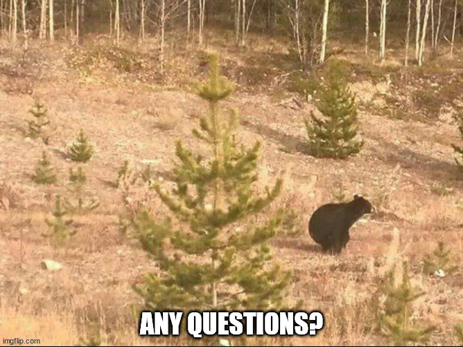 ANY QUESTIONS? | image tagged in bears,shit,woods | made w/ Imgflip meme maker