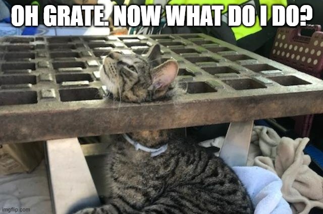 memes by Brad - cat has his head stuck in a grate | OH GRATE. NOW WHAT DO I DO? | image tagged in funny,cats,stuck,funny cat memes,kitten,humor | made w/ Imgflip meme maker