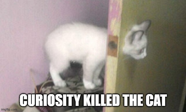 Memes by Brad - Curiosity killed the cat meme | CURIOSITY KILLED THE CAT | image tagged in funny,cats,funny cat memes,cute kitten,humor,kitten | made w/ Imgflip meme maker