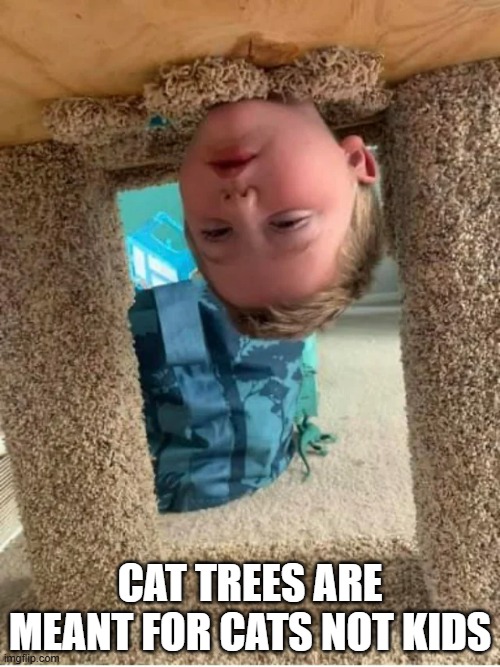 memes by Brad - Cat trees are not meant for children | CAT TREES ARE MEANT FOR CATS NOT KIDS | image tagged in funny,cats,kittens,funny cat memes,child,humor | made w/ Imgflip meme maker