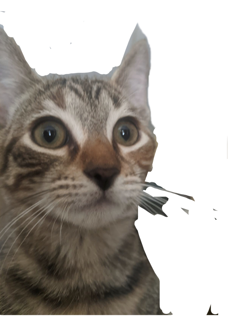 Lili’s time in ‘nam Blank Meme Template
