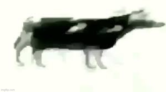 polish cow | image tagged in polish cow | made w/ Imgflip meme maker