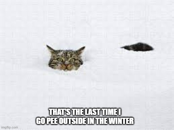 memes by Brad - Cat going to the bathroom in deep snow - humor | THAT'S THE LAST TIME I GO PEE OUTSIDE IN THE WINTER | image tagged in funny,funny cats,bathroom humor,kitten,cats,humor | made w/ Imgflip meme maker