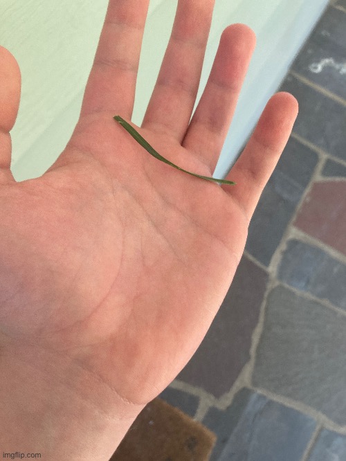 Grass acquired | made w/ Imgflip meme maker