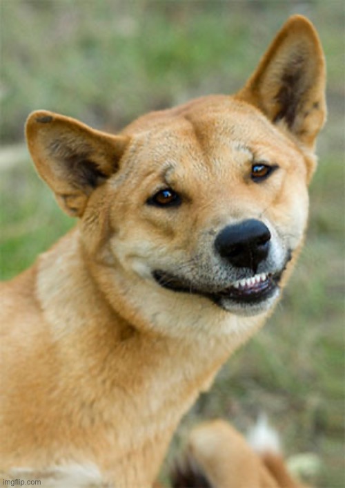 Dingo | image tagged in dingo | made w/ Imgflip meme maker