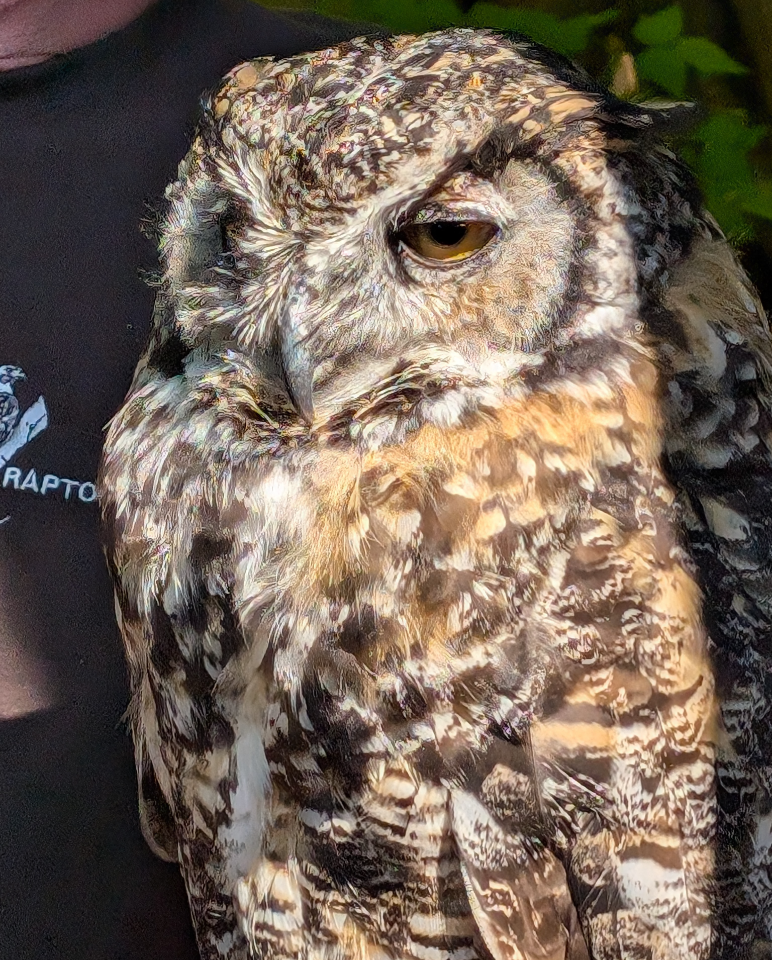 Annoyed owl Blank Meme Template